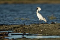 Kolpik kralovsky - Platalea regia - Royal spoonbill - kotuku 6967